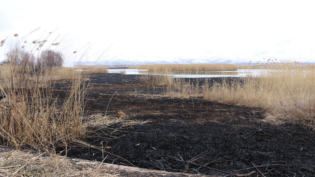 Kuş cenneti yandı! Kuşların yaşam alanı küle döndü