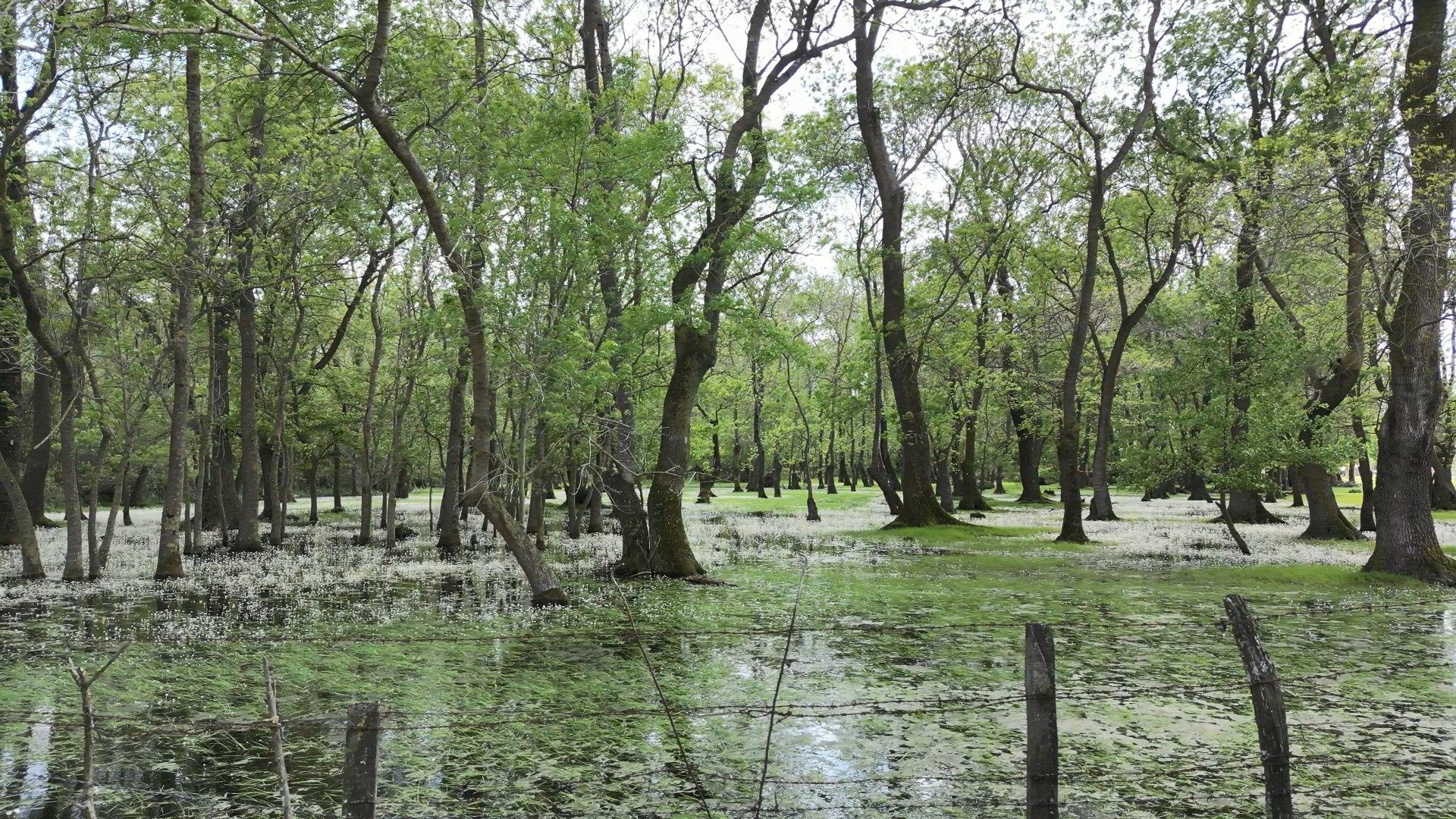 Kuş Cenneti'nde su papatyası güzelliği