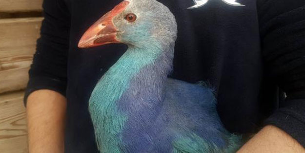 Kuş Cenneti’nin simgesi 'saz horozu' tedaviye alındı