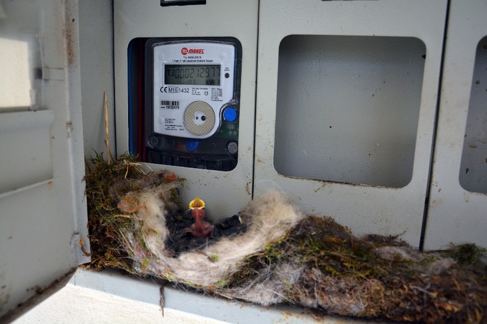 Kuş elektrik saatine yuva yaptı, ev sahibi elektriğini kesti