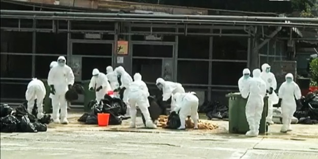 Kuş gribi yeniden hortladı