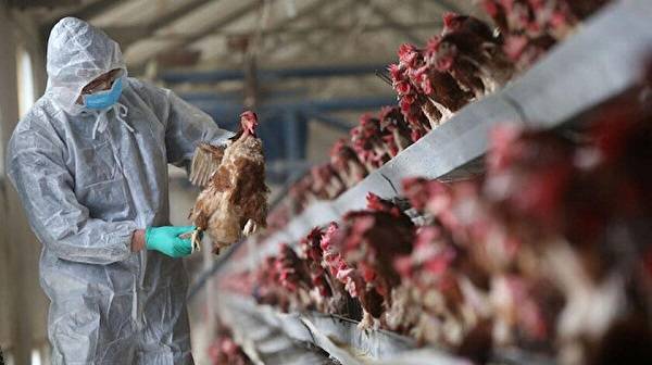 Kuş gribi belirtileri neler? Kuş gribi nasıl bulaşır? Kuş gribi aşısı var mı?