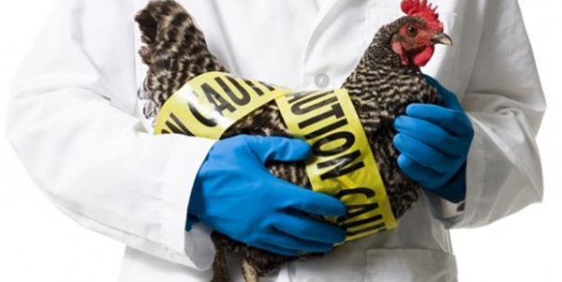 Kuş gribi bu kez de Bursa'ya sıçradı