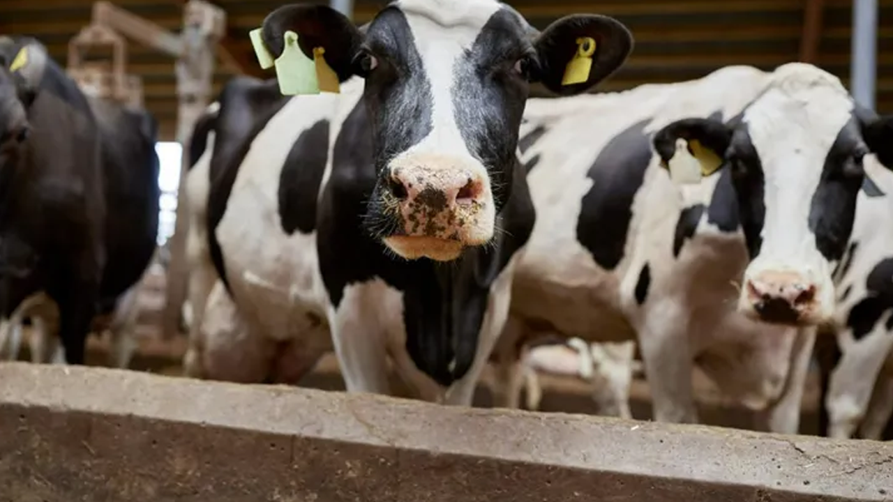 Kuş gribi ineklere bulaştı!