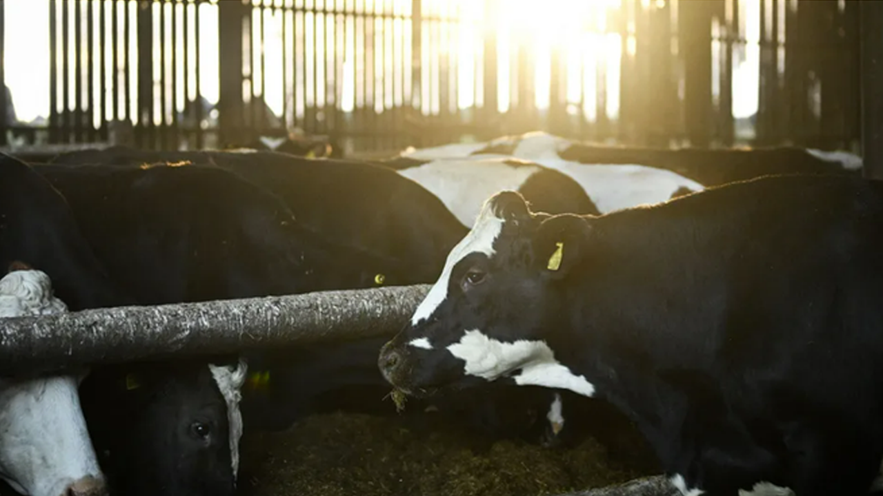 Kuş gribi ineklere sıçradı!
