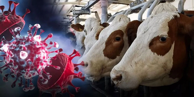 Kuş gribi inekten insana sıçradı!