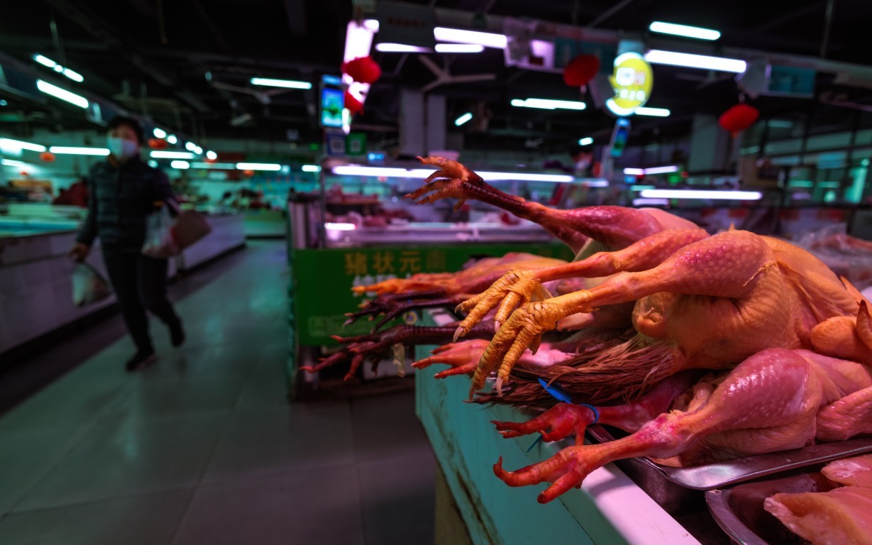 Kuş gribi nedeniyle 72 bin kümes hayvanı itlaf edilecek