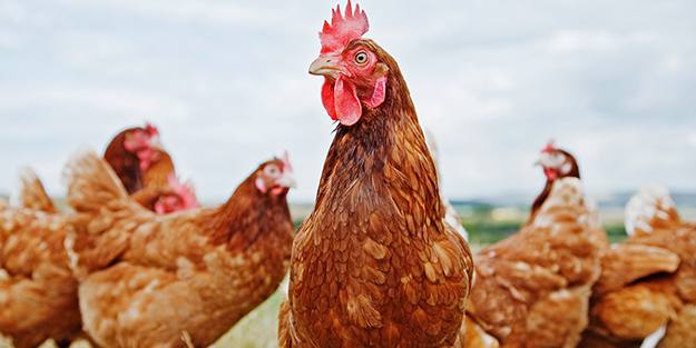 Kuş gribi patlak verdi! Tavuklar için binlerce kilometre ötedeki ülke Türkiye'nin kapısını çaldı