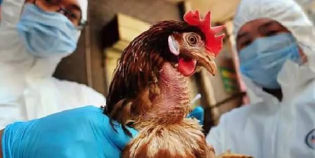 Kuş gribi salgını Japonya’da yayılıyor