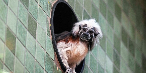 Kuş gribi salgını korkuttu! Hayvanat bahçesinin kapısına kilit vuruldu