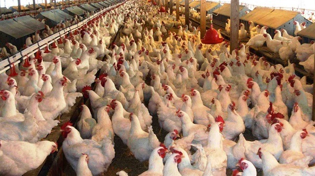Kuş gribi Türkiye’de ihracatı arttırdı