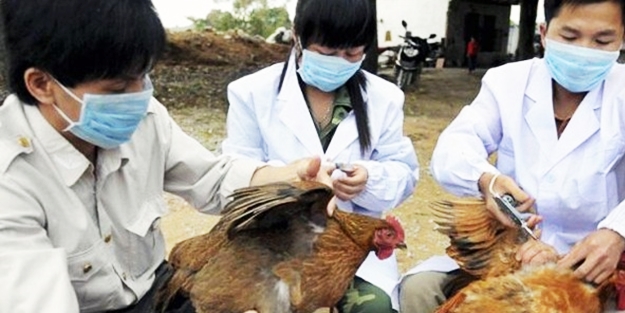 Kuş gribi yine hortladı! 1 kişi öldü