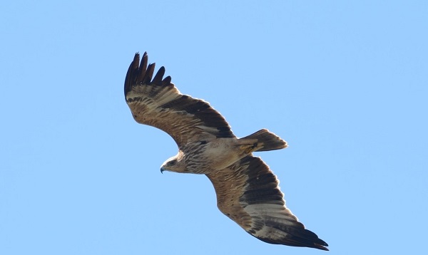 “Kuş Oteli”nin son misafiri