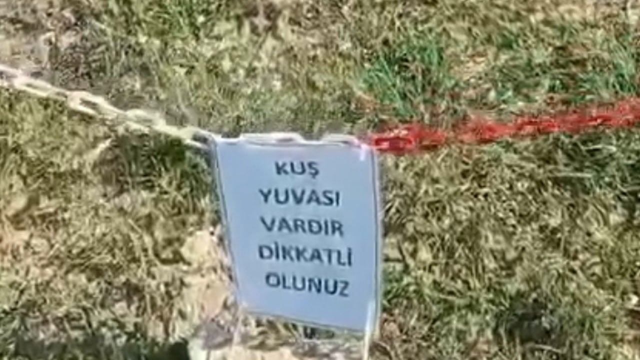 Kuş yuvası bu şekilde koruma altına alındı! Şantiyede minik canlara koruma kalkanı