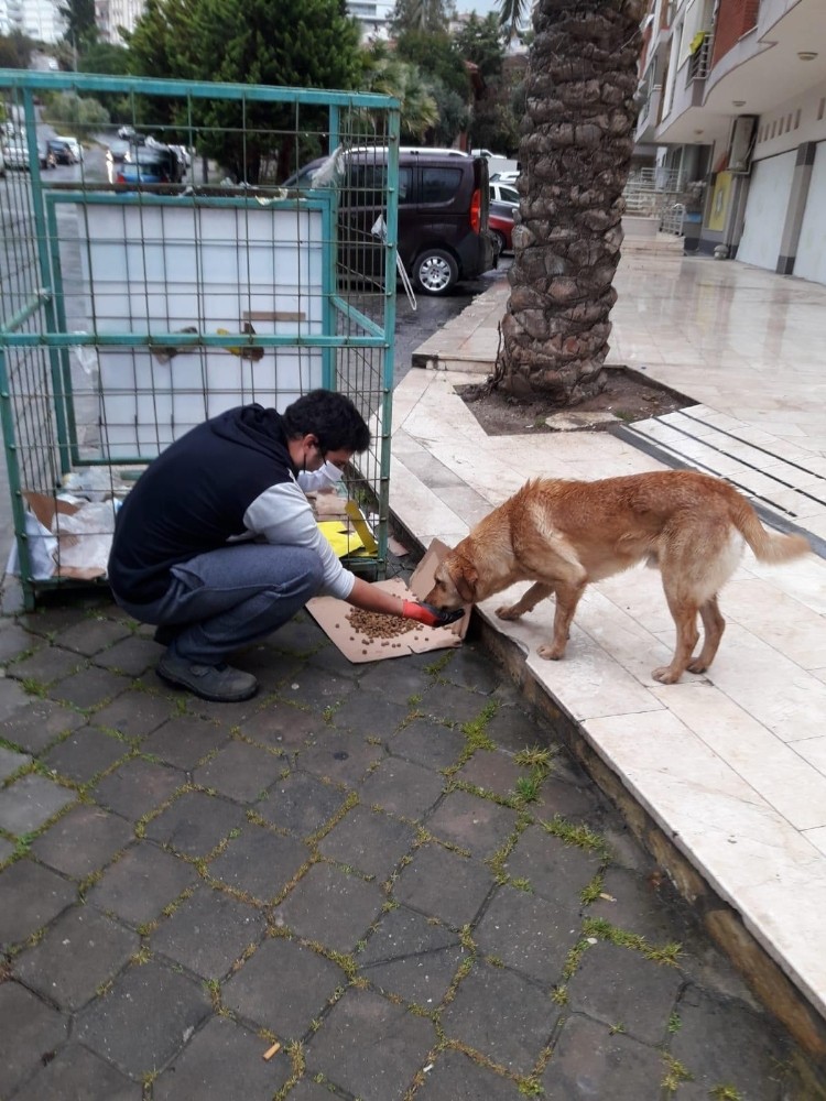 Kuşadası Belediyesi sokak hayvanlarını unutmadı 