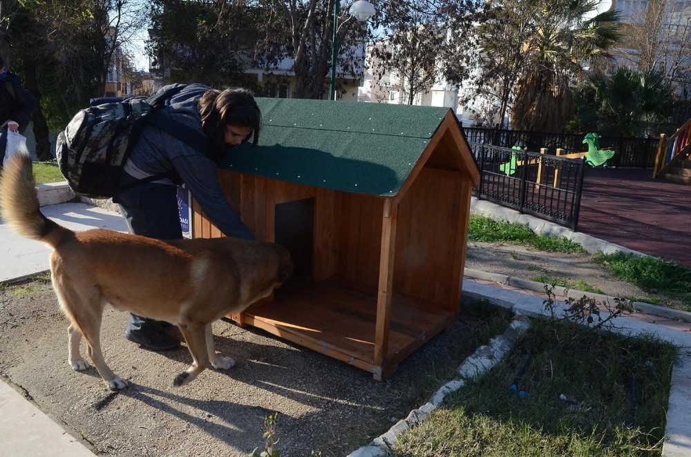 Kuşadası Belediyesi yeni yılda sokak hayvanlarını unutmadı 