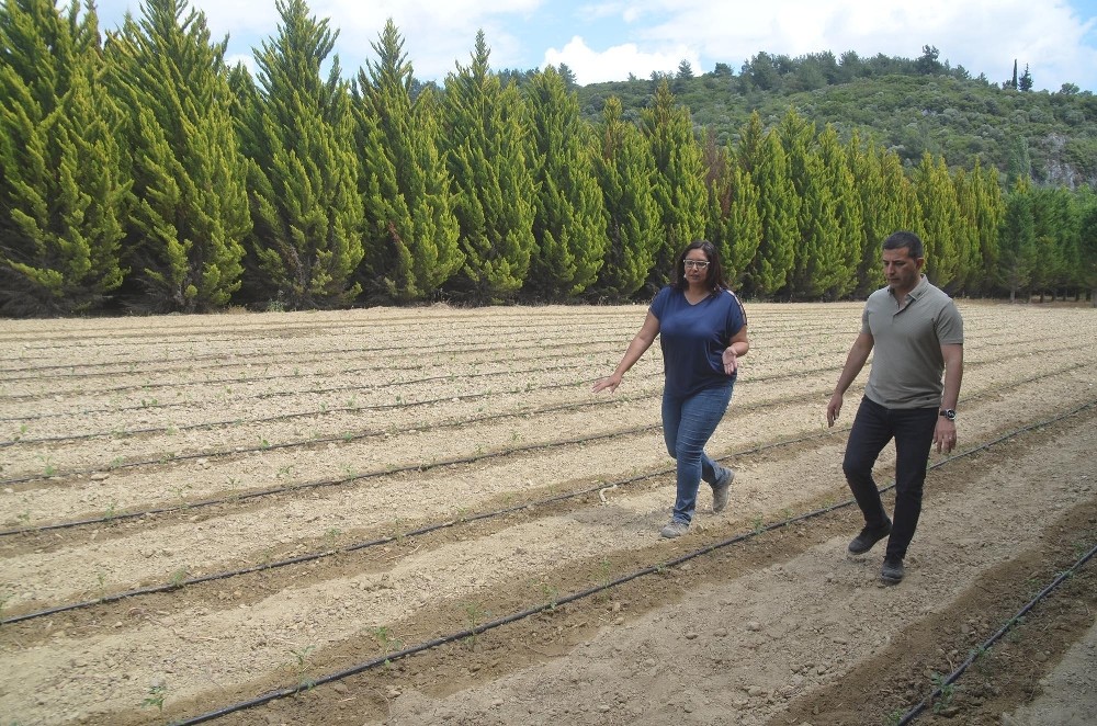 Kuşadası Belediyesi yerli fidelerle üretime başladı 