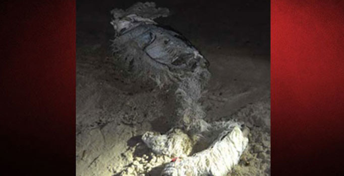 Kuşadası sahilinde çürümüş çocuk cesedi bulundu!