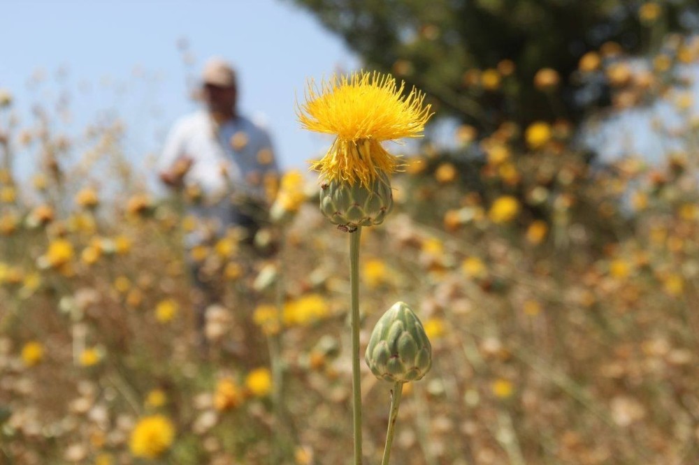 Kuşadası Tüllüşahı için koruma eylem planı toplantısı yapıldı 