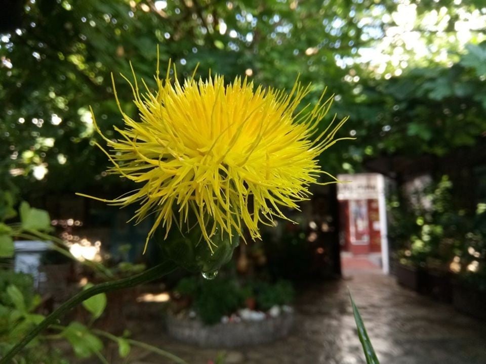 Kuşadası Tülüşahı Tür Koruma Eylem Planı kapsamında ziyaretler yapıldı 