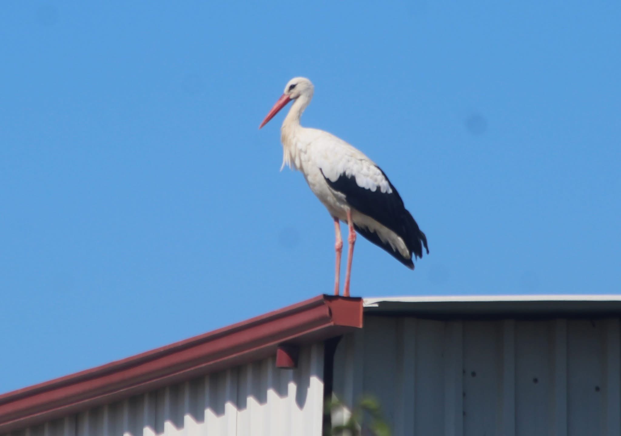Kuşadası’na ilk defa leylek geldi
