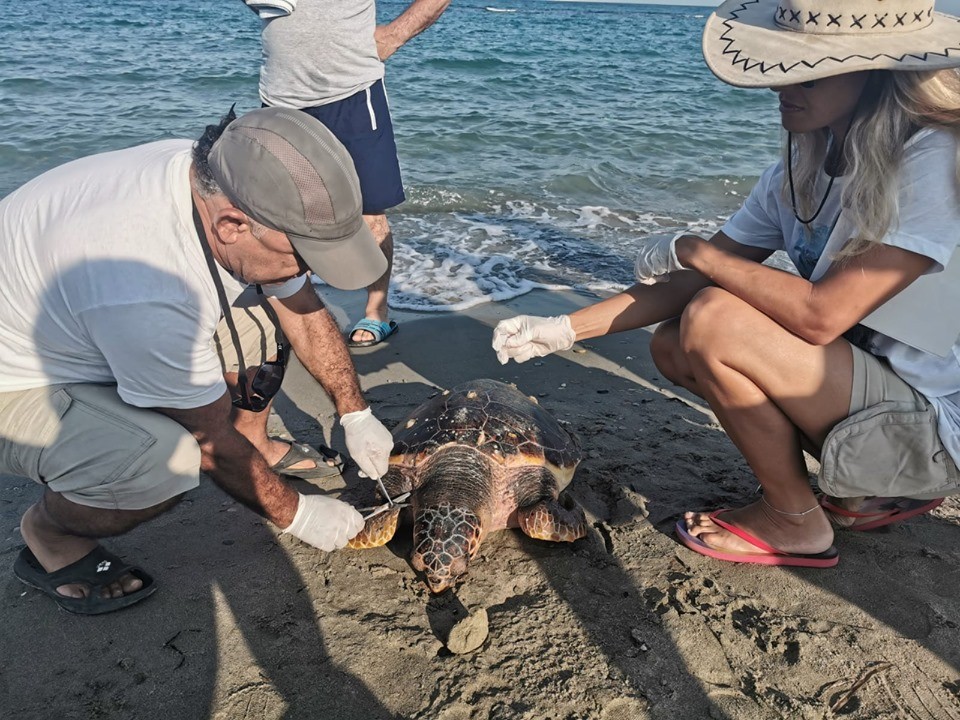 Kuşadası’nda 1 yunus ve 3 caretta ceratta sahile vurdu 