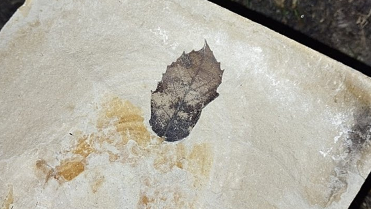 Kuşadası’nda 15 milyon yıllık yaprak fosili keşfi