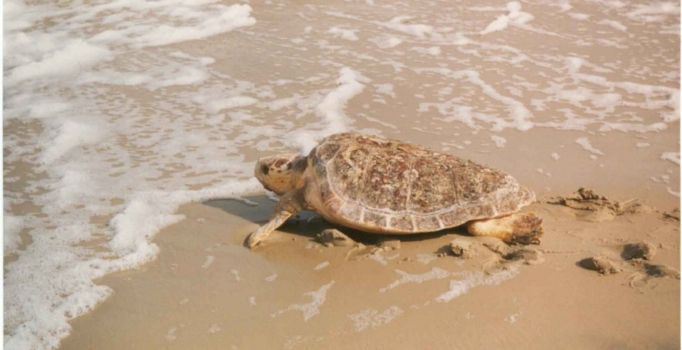 Kuşadası'nda 2 caretta caretta telef oldu