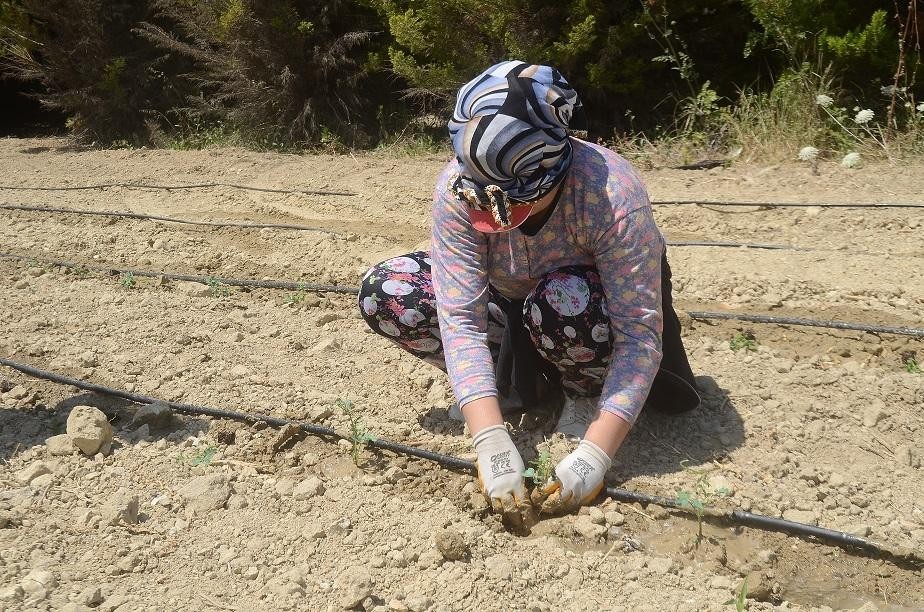 Kuşadası’nda 6 bin 500 yerli fide toprakla buluştu 