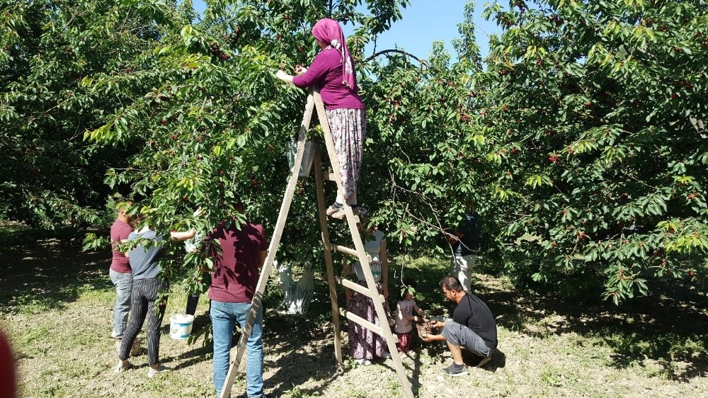 Kuşadası’nda 7 yıl aradan sonra kiraz festivali heyecanı 