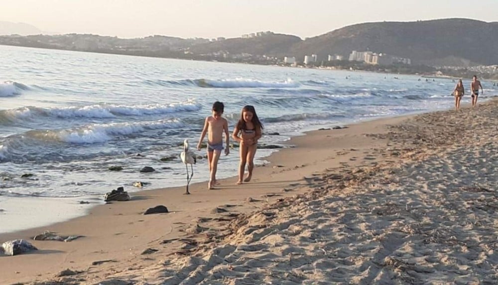 Kuşadası’nda flamingo seferberliği 