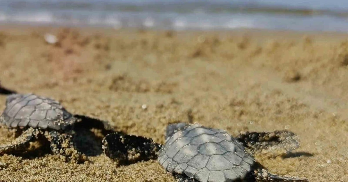 Kuşadası'nda koruma dışı yuvadan çıkan 59 caretta yavrusu denize ulaştı