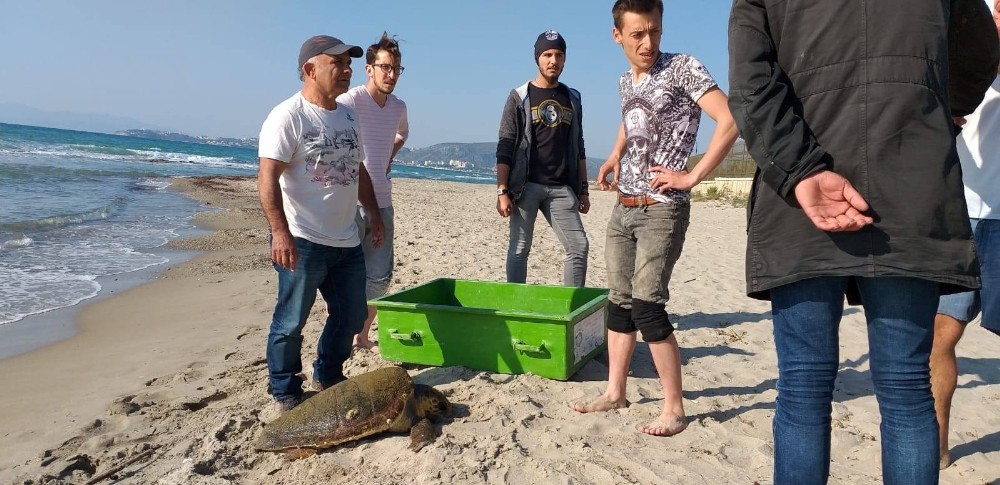 Kuşadası’nda olta iğnesi yutan caretta caretta kurtarılamadı 