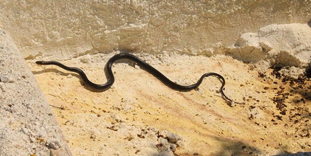 Kuşadası'nda siyah yılanlar ortaya çıktı! Uyardı: Kesnlikle öldürmeyin
