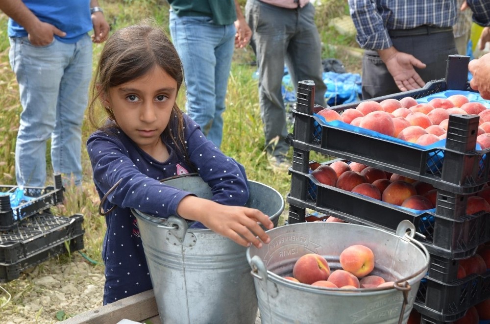 Kuşadası’ndan dünyaya şeftali ihracatı başladı 