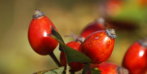 Kuşburnu bir hazine: Mikrobu söküp ciğerleri açıyor, şifa saçıyor! Doğanın bize sunduğu hazinelerden biri