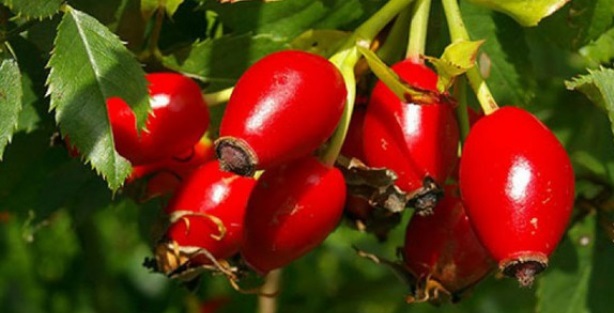 'Kuşburnu ve dut' kansere karşı etkili