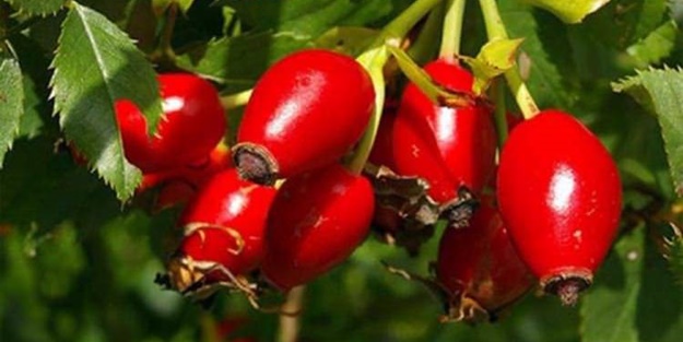 Kuşburnu yağının bilinmeyen faydaları