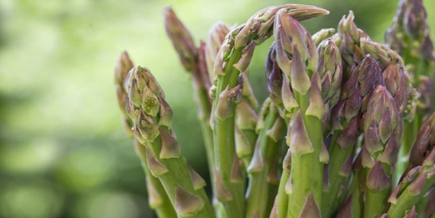 Kuşkonmaz bitkisi hangi hastalıklara iyi gelir?