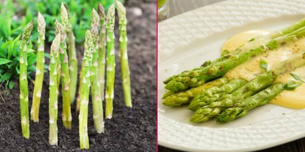 Kuşkonmaz nedir, nasıl pişirilir? Kuşkonmazın faydaları