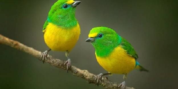 Kuşlar arasında 'klamidya' salgını 1 insanı öldürdü