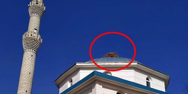 Kuşlar da huzuru orada buldu!