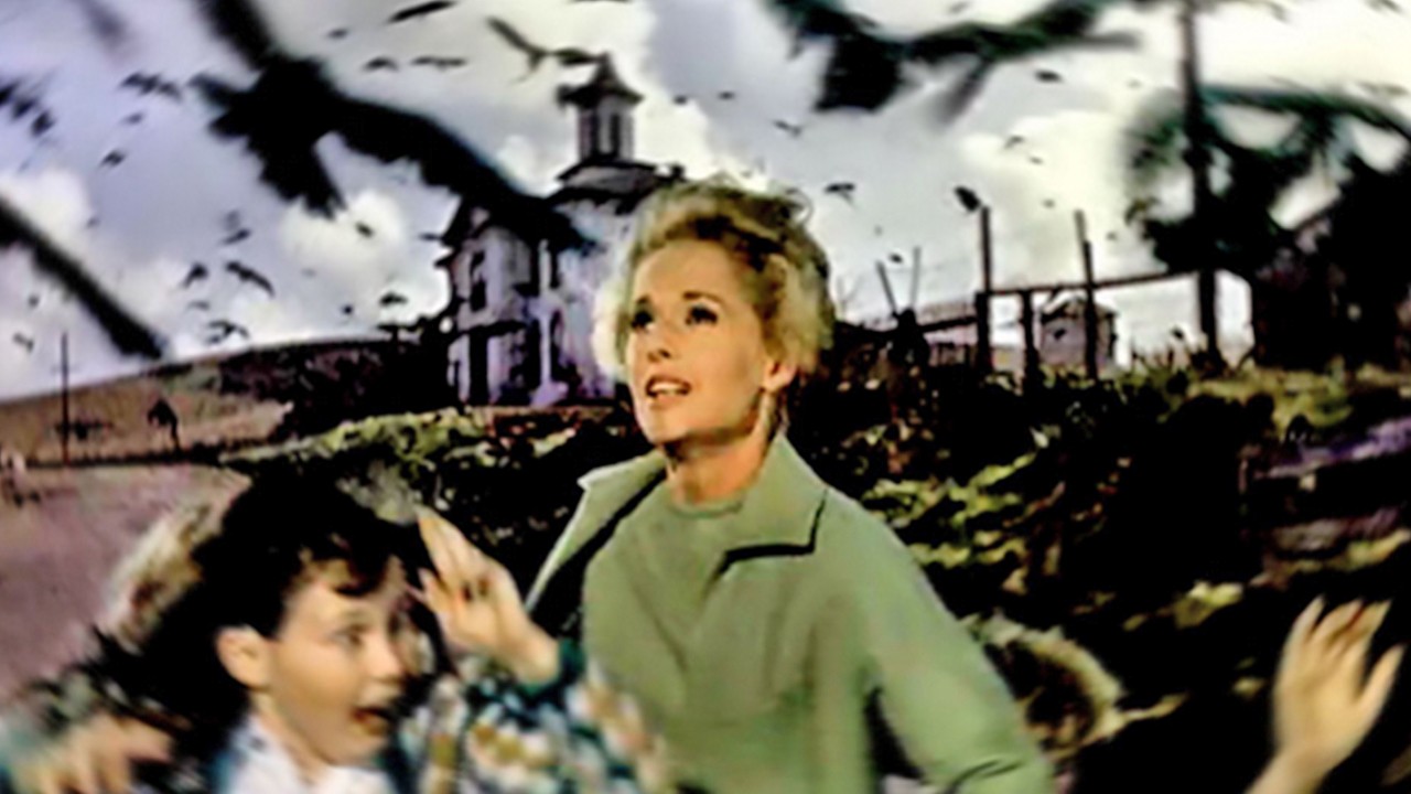 Kuşlar filmi gerçek oldu: Tokat’ta kargalar vatandaşa saldırdı