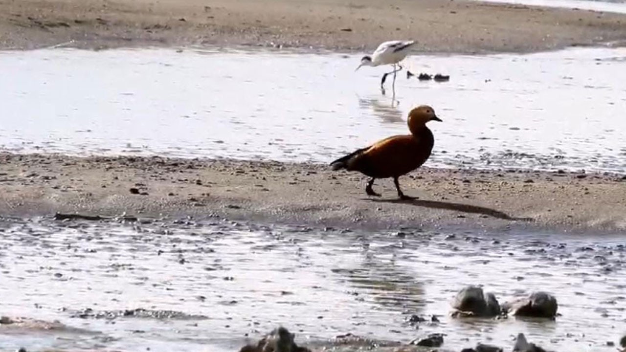 Kuşlar göç etmeye başladı! Van Gölü alarm veriyor