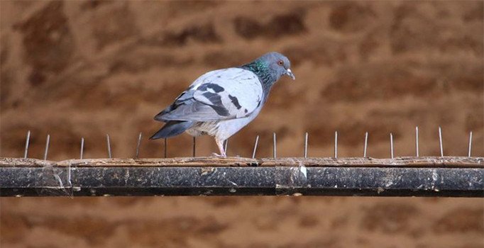 Kuşlar konmasın diye direklere çivi yerleştirildi