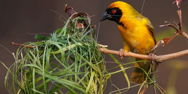 Kuşlar neden yuva yapar?