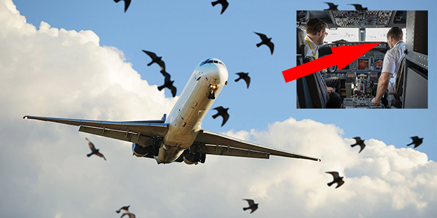 Kuşlar uçağın peşini bırakmadı! Nedenini anlayan pilot ağlama krizine girdi, kimse sakinleştiremedi