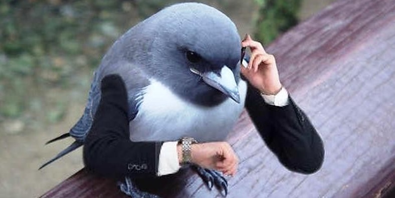 Kuşlara kol eklenerek yapılmış en komik fotoşoplar