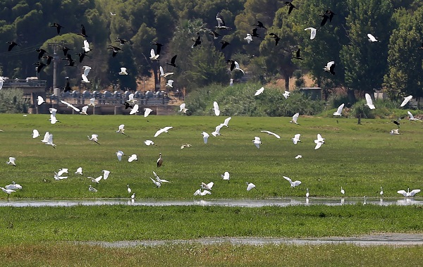 Kuşlara umut oldu! Marmara Gölü kuruyunca bakın kuşlar çözümü nasıl buldu