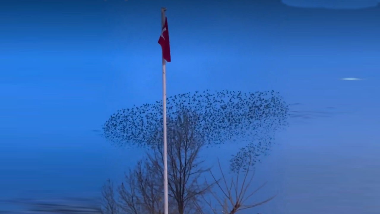 Kuşların dansı mest etti! Gün batımında büyüleyen manzara